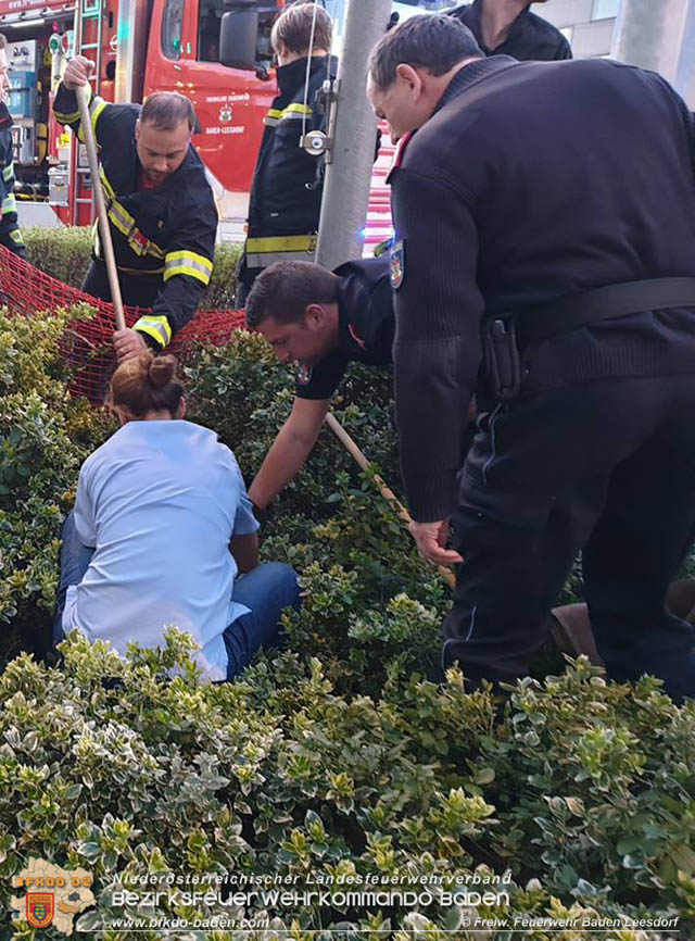 20190330 Verirrter Biber in Baden sorgt für Ausehen  Foto: Stefan Wagner FF Baden-Leesdorf