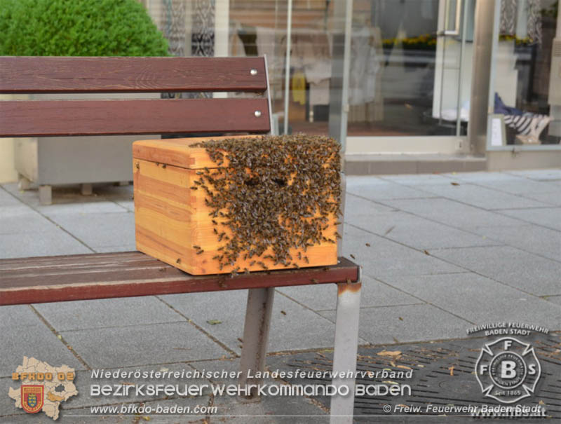 20190531 Bienenschwarm sorgte für große Aufregung in der Badener Fußgängerzone Foto: © Freiwillige Feuerwehr Baden-Stadt 20190531 Bienenschwarm sorgte für große Aufregung in der Badener Fußgängerzone Foto: © Freiwillige Feuerwehr Baden-Stadt