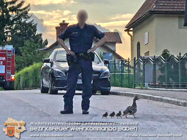 20190601 Tierrettung in Berndorf  Foto: © Gebhart M FF Berndorf-Stadt