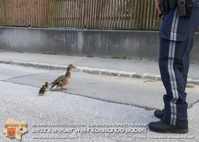 20190601 Tierrettung in Berndorf  Foto: © Florian Stadler FF Berndorf-Stadt