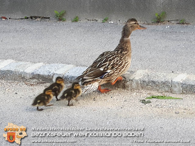 20190601 Tierrettung in Berndorf  Foto: © Florian Stadler FF Berndorf-Stadt
