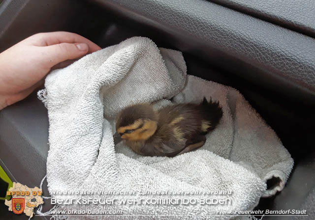20190601 Tierrettung in Berndorf  Foto: © Florian Stadler FF Berndorf-Stadt