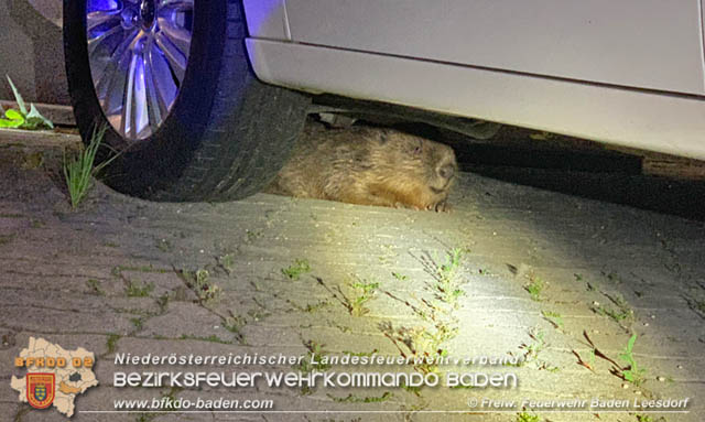 20190603 Verletzter Biber in Baden Ortsteil Leesdorf von Feuerwehr gerettet  Foto: © Georg Mrvka FF Baden-Leesdorf