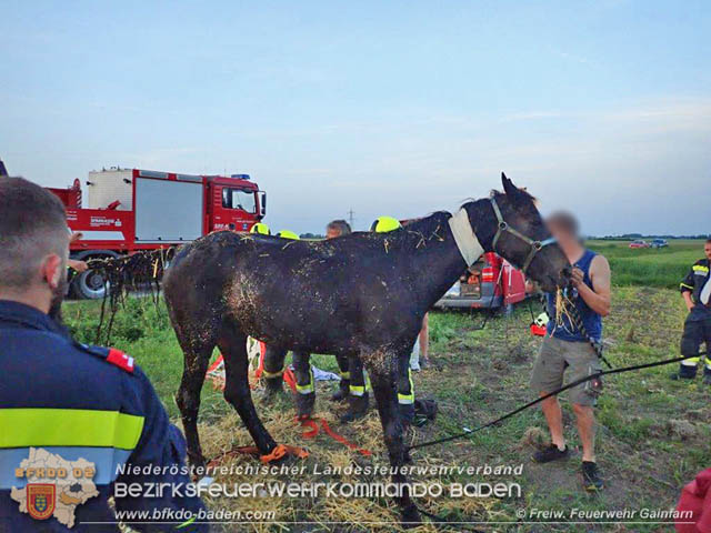 2019_06_10 Pferd hängt im Bachbett fest  Foto: © Freiwillige Feuerwehr Gainfarn
