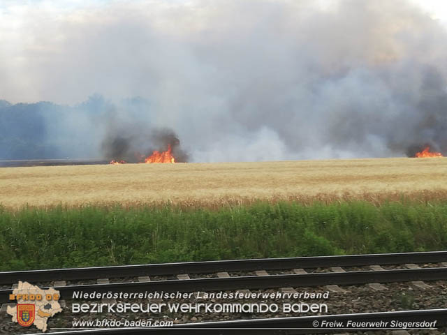 20190705 Feuerwehren aus dem Bezirk Baden unterstützen bei 35 Hektar Getreidefeld in Flammen  Foto: © Freiwillige Feuerwehr Siegrersdorf