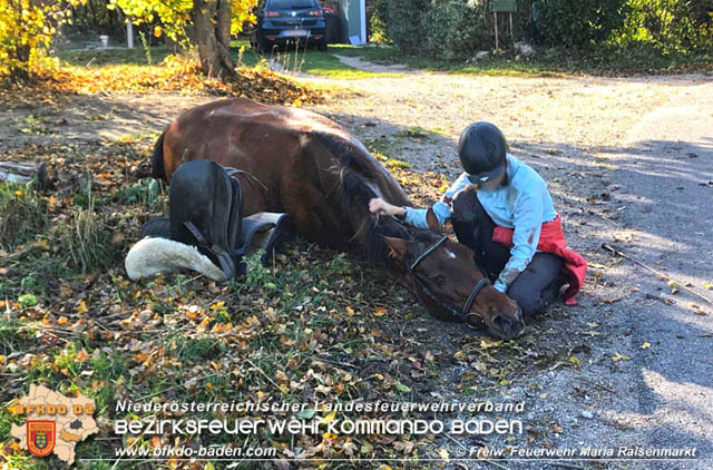 20191026 Pferd mit Vorderfuss im Betonrohr gefangen  Foto: © Freiwillige Feuerwehr Maria Raisenmarkt