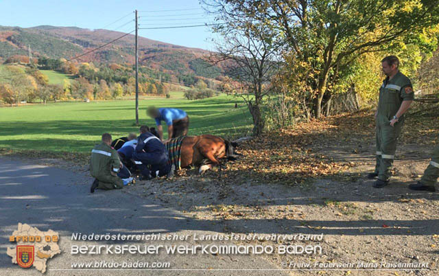 20191026 Pferd mit Vorderfuss im Betonrohr gefangen  Foto: © Freiwillige Feuerwehr Maria Raisenmarkt