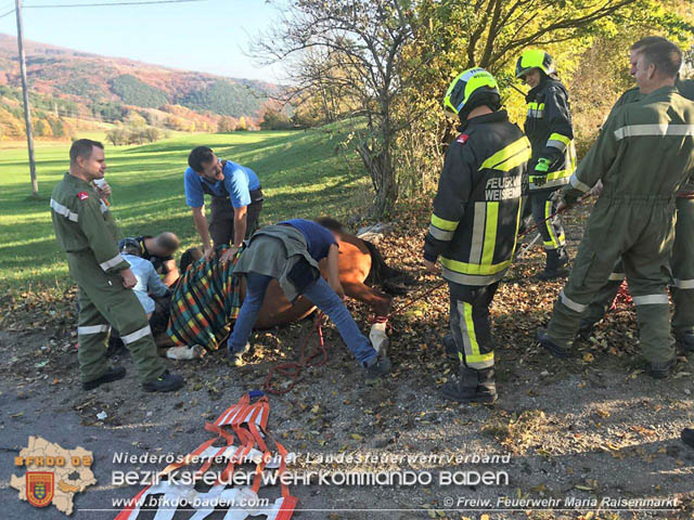 20191026 Pferd mit Vorderfuss im Betonrohr gefangen  Foto: © Freiwillige Feuerwehr Maria Raisenmarkt