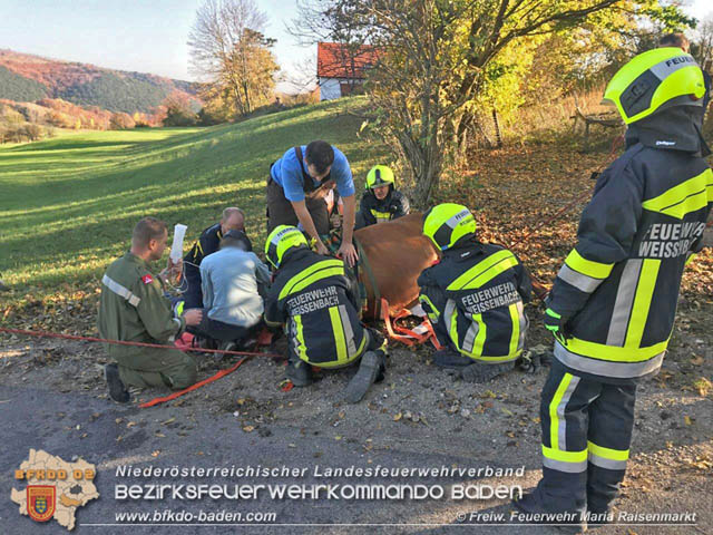 20191026 Pferd mit Vorderfuss im Betonrohr gefangen  Foto: © Freiwillige Feuerwehr Maria Raisenmarkt