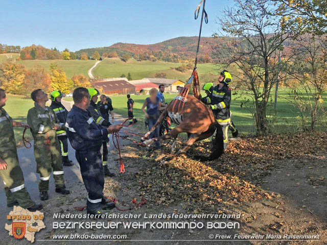 20191026 Pferd mit Vorderfuss im Betonrohr gefangen  Foto: © Freiwillige Feuerwehr Maria Raisenmarkt