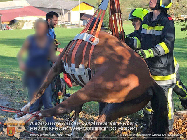 20191026 Pferd mit Vorderfuss im Betonrohr gefangen  Foto: © Freiwillige Feuerwehr Maria Raisenmarkt