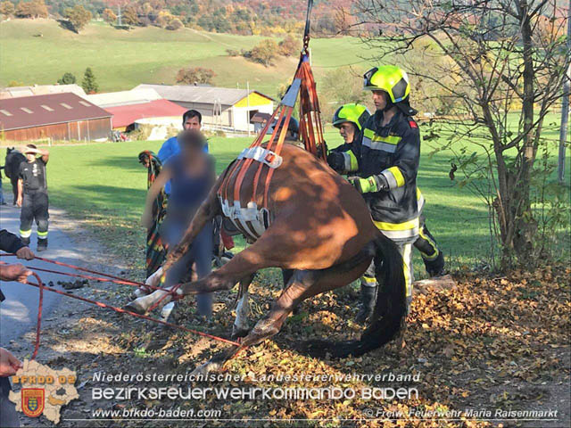 20191026 Pferd mit Vorderfuss im Betonrohr gefangen  Foto: © Freiwillige Feuerwehr Maria Raisenmarkt
