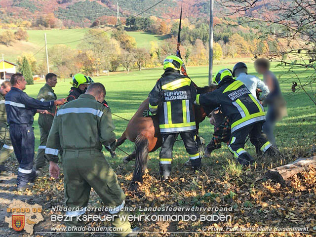 20191026 Pferd mit Vorderfuss im Betonrohr gefangen  Foto: © Freiwillige Feuerwehr Maria Raisenmarkt