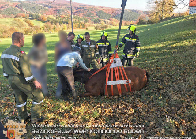 20191026 Pferd mit Vorderfuss im Betonrohr gefangen  Foto: © Freiwillige Feuerwehr Maria Raisenmarkt