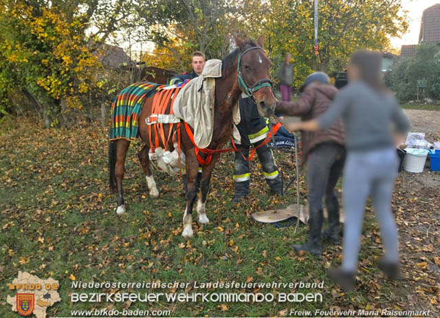 20191026 Pferd mit Vorderfuss im Betonrohr gefangen  Foto: © Freiwillige Feuerwehr Maria Raisenmarkt