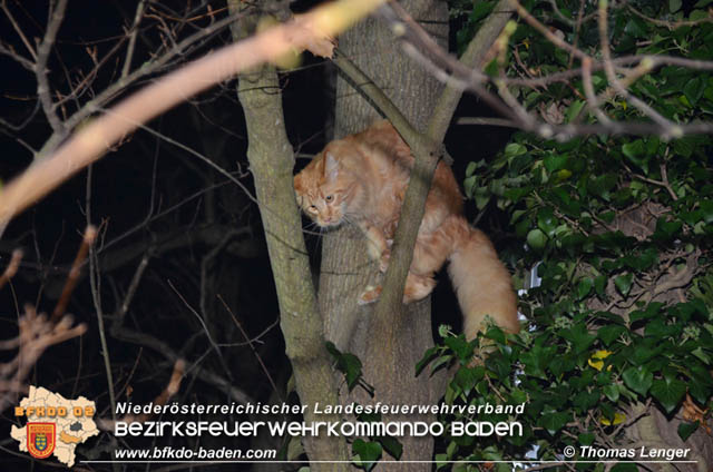 20191126 Maine-Coon-Kater "Simba" von Feuerwehr gerettet!  Foto: © Thomas Lenger Monatsrevue.at