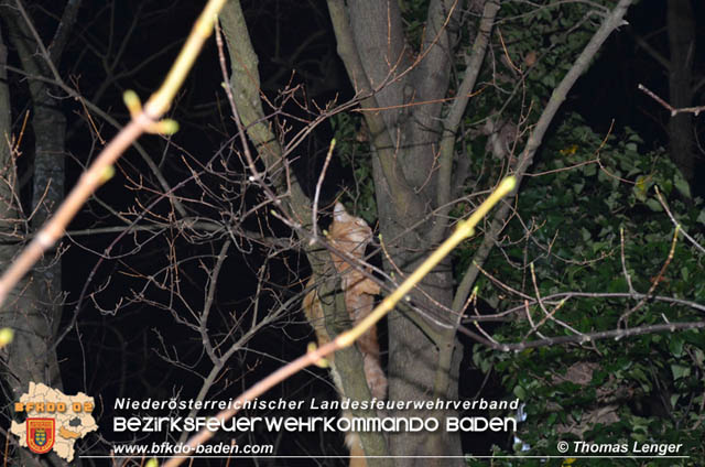 20191126 Maine-Coon-Kater "Simba" von Feuerwehr gerettet!  Foto: © Thomas Lenger Monatsrevue.at