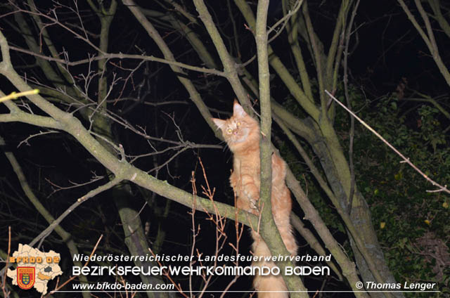 20191126 Maine-Coon-Kater "Simba" von Feuerwehr gerettet!  Foto: © Thomas Lenger Monatsrevue.at