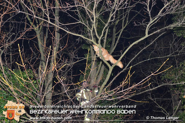 20191126 Maine-Coon-Kater "Simba" von Feuerwehr gerettet!  Foto: © Thomas Lenger Monatsrevue.at