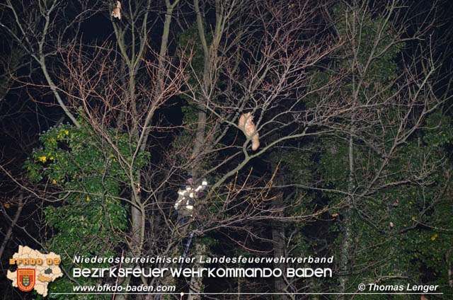 20191126 Maine-Coon-Kater "Simba" von Feuerwehr gerettet!  Foto: © Thomas Lenger Monatsrevue.at