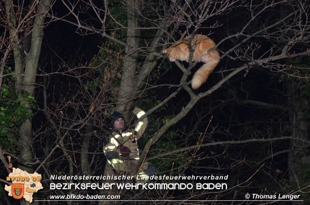 20191126 Maine-Coon-Kater "Simba" von Feuerwehr gerettet!  Foto: © Thomas Lenger Monatsrevue.at
