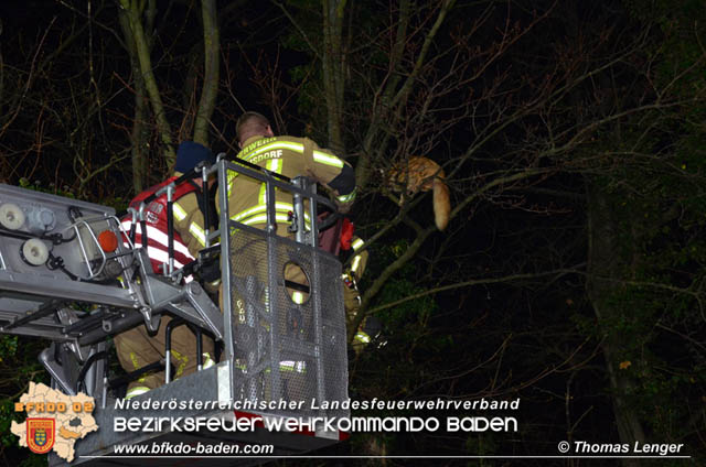 20191126 Maine-Coon-Kater "Simba" von Feuerwehr gerettet!  Foto: © Thomas Lenger Monatsrevue.at