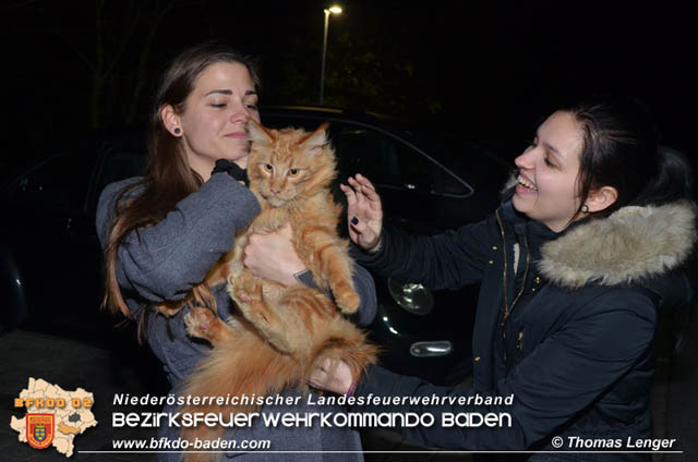 20191126 Maine-Coon-Kater "Simba" von Feuerwehr gerettet!  Foto: © Thomas Lenger Monatsrevue.at