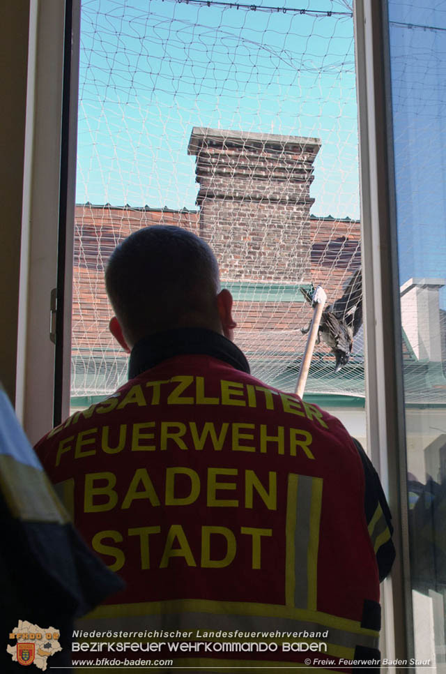 20191218 Krähe verfängt sich in Taubennetz in der Badener Innenstadt   Foto: © Markus Prendinger und Alexandra Stosch Freiwillige Feuerwehr Baden-Stadt  