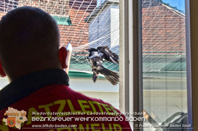 20191218 Krähe verfängt sich in Taubennetz in der Badener Innenstadt   Foto: © Markus Prendinger und Alexandra Stosch Freiwillige Feuerwehr Baden-Stadt  