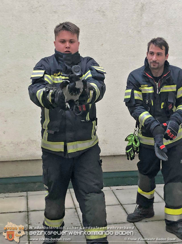 20191218 Krähe verfängt sich in Taubennetz in der Badener Innenstadt   Foto: © Markus Prendinger und Alexandra Stosch Freiwillige Feuerwehr Baden-Stadt  