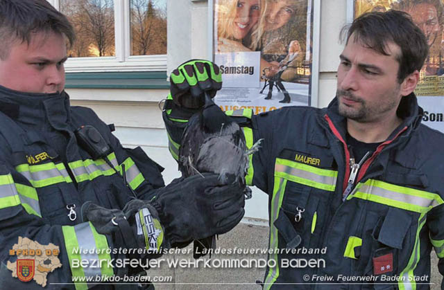 20191218 Krähe verfängt sich in Taubennetz in der Badener Innenstadt Foto: © Markus Prendinger und Alexandra Stosch Freiwillige Feuerwehr Baden-Stadt 20191218 Krähe verfängt sich in Taubennetz in der Badener Innenstadt Foto: © Markus Prendinger und Alexandra Stosch Freiwillige Feuerwehr Baden-Stadt