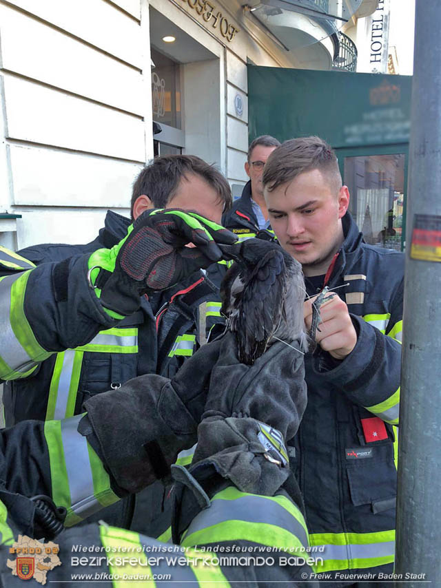 20191218 Krähe verfängt sich in Taubennetz in der Badener Innenstadt Foto: © Markus Prendinger und Alexandra Stosch Freiwillige Feuerwehr Baden-Stadt 20191218 Krähe verfängt sich in Taubennetz in der Badener Innenstadt Foto: © Markus Prendinger und Alexandra Stosch Freiwillige Feuerwehr Baden-Stadt