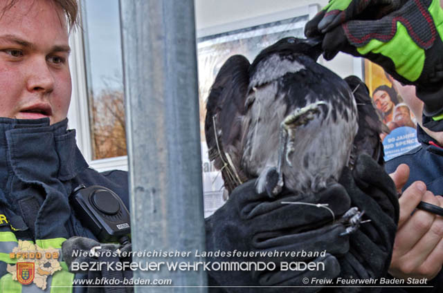 20191218 Krähe verfängt sich in Taubennetz in der Badener Innenstadt Foto: © Markus Prendinger und Alexandra Stosch Freiwillige Feuerwehr Baden-Stadt 20191218 Krähe verfängt sich in Taubennetz in der Badener Innenstadt Foto: © Markus Prendinger und Alexandra Stosch Freiwillige Feuerwehr Baden-Stadt