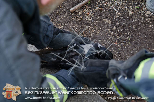 20191218 Krähe verfängt sich in Taubennetz in der Badener Innenstadt Foto: © Markus Prendinger und Alexandra Stosch Freiwillige Feuerwehr Baden-Stadt 20191218 Krähe verfängt sich in Taubennetz in der Badener Innenstadt Foto: © Markus Prendinger und Alexandra Stosch Freiwillige Feuerwehr Baden-Stadt