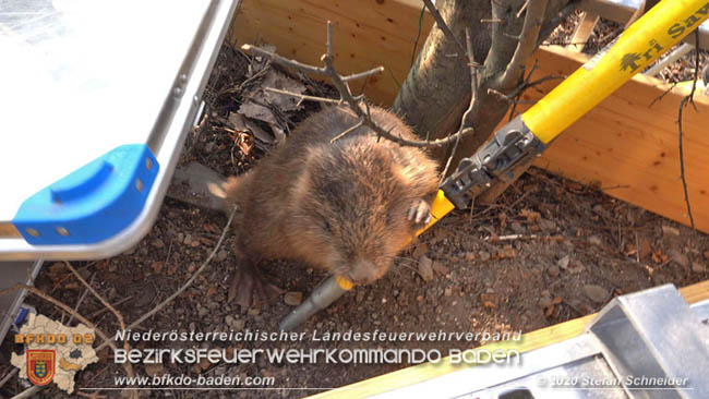 20200404 Tierrettung bei der Autobahnauffahrt A2 Traiskirchen RFB Wien  Fotos: © Stefan Schneider