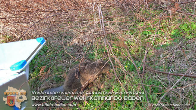 20200404 Tierrettung bei der Autobahnauffahrt A2 Traiskirchen RFB Wien  Fotos: © Stefan Schneider