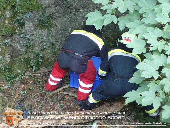 20200708 Tierrettung beim Schloss Merkenstein  Foto: © Freiwillige Feuerwehr Gainfarn
