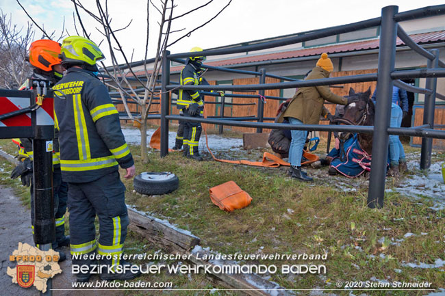 20201204 Pferd in misslicher Lage Oberwaltersdorf - Feuerwehr unterstützt Tierärztin Foto: Stefan Schneider BFK BADEN 20201204 Pferd in misslicher Lage Oberwaltersdorf - Feuerwehr unterstützt Tierärztin Foto: Stefan Schneider BFK BADEN
