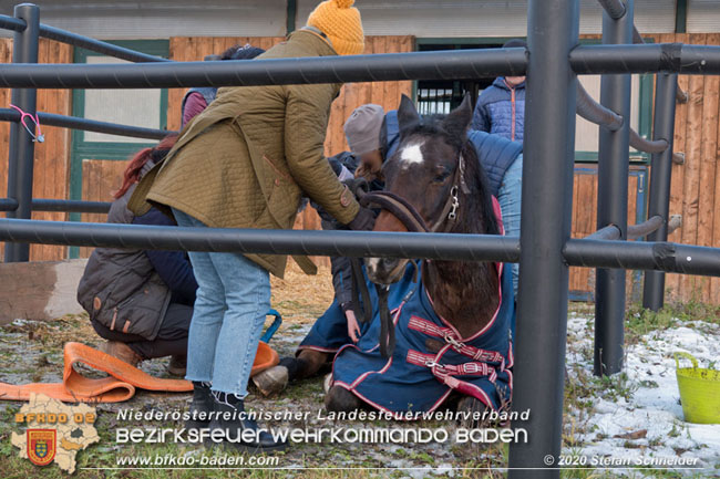 20201204 Pferd in misslicher Lage Oberwaltersdorf - Feuerwehr unterstützt Tierärztin Foto: Stefan Schneider BFK BADEN 20201204 Pferd in misslicher Lage Oberwaltersdorf - Feuerwehr unterstützt Tierärztin Foto: Stefan Schneider BFK BADEN