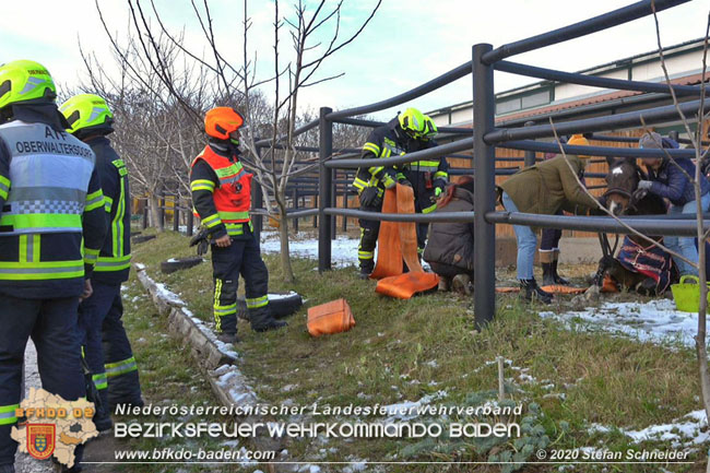 20201204 Pferd in misslicher Lage Oberwaltersdorf - Feuerwehr unterstützt Tierärztin  Foto: Stefan Schneider BFK BADEN