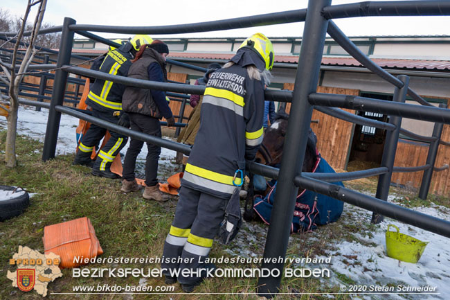 20201204 Pferd in misslicher Lage Oberwaltersdorf - Feuerwehr unterstützt Tierärztin Foto: Stefan Schneider BFK BADEN 20201204 Pferd in misslicher Lage Oberwaltersdorf - Feuerwehr unterstützt Tierärztin Foto: Stefan Schneider BFK BADEN