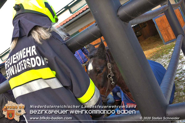 20201204 Pferd in misslicher Lage Oberwaltersdorf - Feuerwehr unterstützt Tierärztin  Foto: Stefan Schneider BFK BADEN