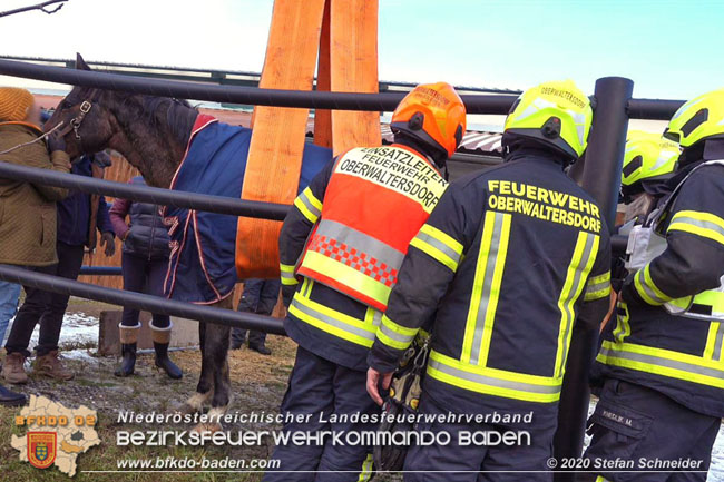 20201204 Pferd in misslicher Lage Oberwaltersdorf - Feuerwehr unterstützt Tierärztin  Foto: Stefan Schneider BFK BADEN