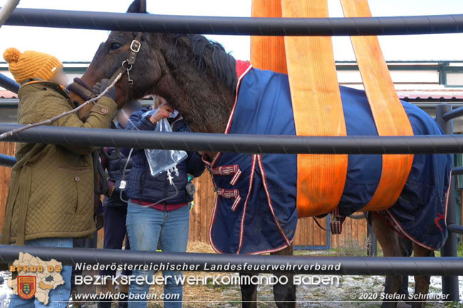 20201204 Pferd in misslicher Lage Oberwaltersdorf - Feuerwehr unterstützt Tierärztin  Foto: Stefan Schneider BFK BADEN