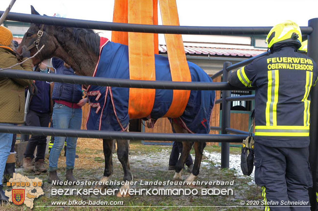 20201204 Pferd in misslicher Lage Oberwaltersdorf - Feuerwehr unterstützt Tierärztin  Foto: Stefan Schneider BFK BADEN