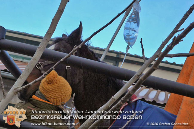 20201204 Pferd in misslicher Lage Oberwaltersdorf - Feuerwehr unterstützt Tierärztin  Foto: Stefan Schneider BFK BADEN