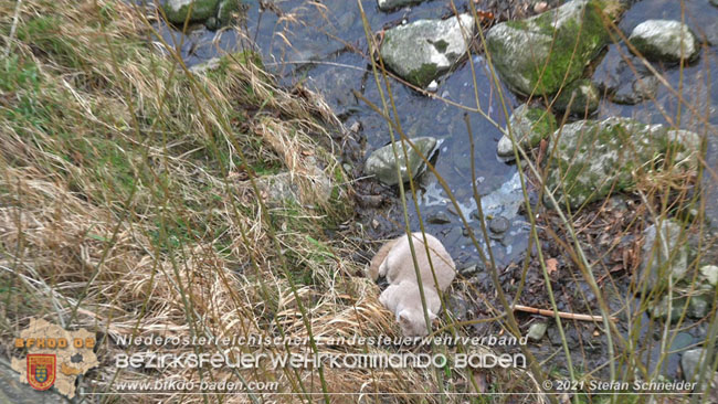 20210110 Stubentiger "Aladin" aus 4. Stock in tieferliegendes Bachbett gestürzt in Baden Ortsteil Leesdorf  Foto: © Stefan Schneider BFKDO Baden