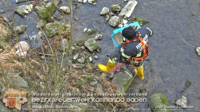 20210110 Stubentiger "Aladin" aus 4. Stock in tieferliegendes Bachbett gestürzt in Baden Ortsteil Leesdorf  Foto: © Stefan Schneider BFKDO Baden
