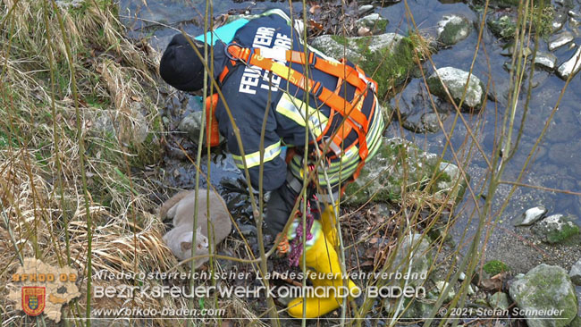 20210110 Stubentiger "Aladin" aus 4. Stock in tieferliegendes Bachbett gestürzt in Baden Ortsteil Leesdorf  Foto: © Stefan Schneider BFKDO Baden