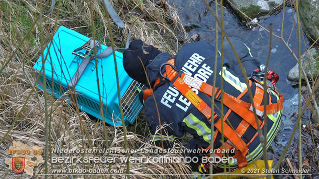 20210110 Stubentiger "Aladin" aus 4. Stock in tieferliegendes Bachbett gestürzt in Baden Ortsteil Leesdorf  Foto: © Stefan Schneider BFKDO Baden